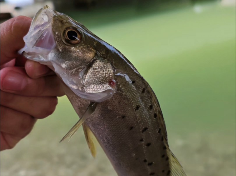 海口路亚海鲈(海口 路亚) 海口路亚海鲈(海口 路亚)