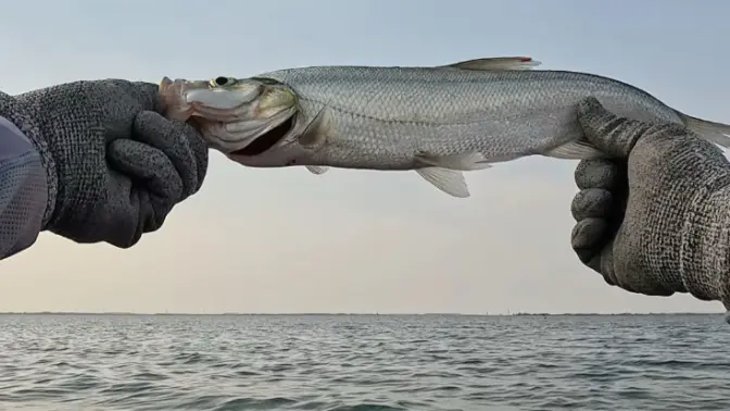 淀山湖路亚2018(淀山湖哪里可以路亚翘嘴)