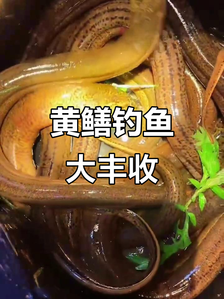 琼海钓黄鳝(海钓鳝鱼的钓法)