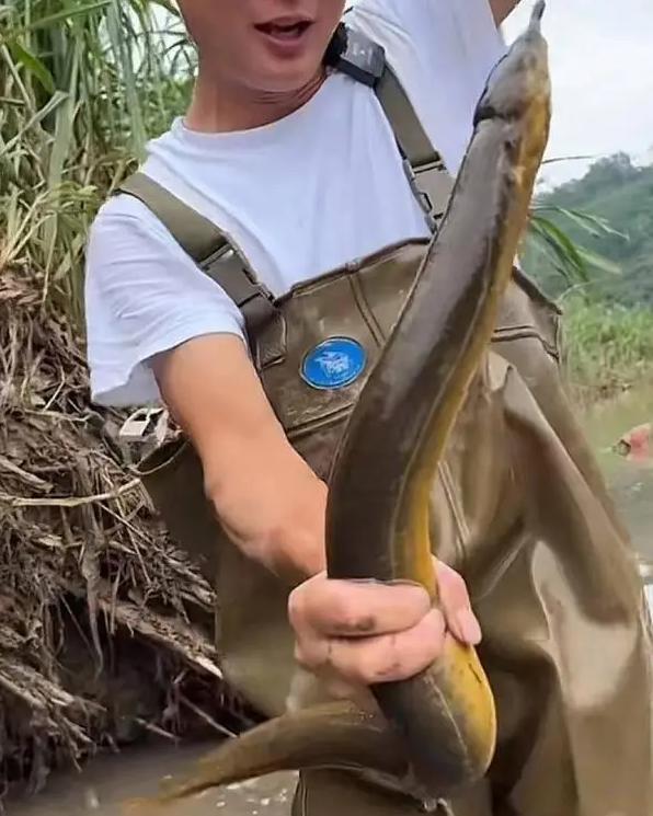 琼海钓黄鳝(海钓鳝鱼的钓法)