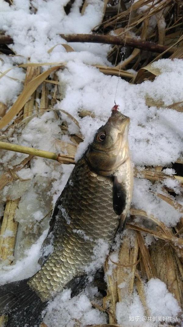 台钓扬杆技巧视频(台钓扬杆技巧视频教程) 台钓扬杆技巧视频(台钓扬杆技巧视频教程)