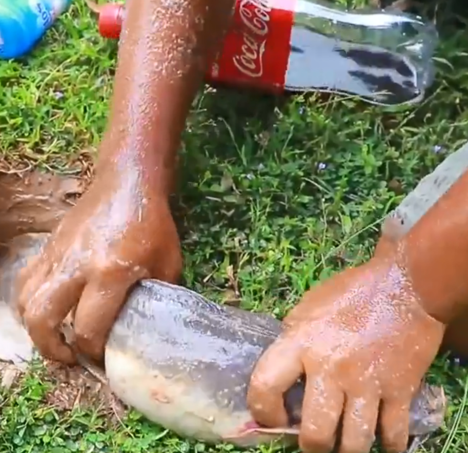生姜怎么制作饵料钓鱼(生姜怎么制作饵料钓鱼的) 生姜怎么制作饵料钓鱼(生姜怎么制作饵料钓鱼的)