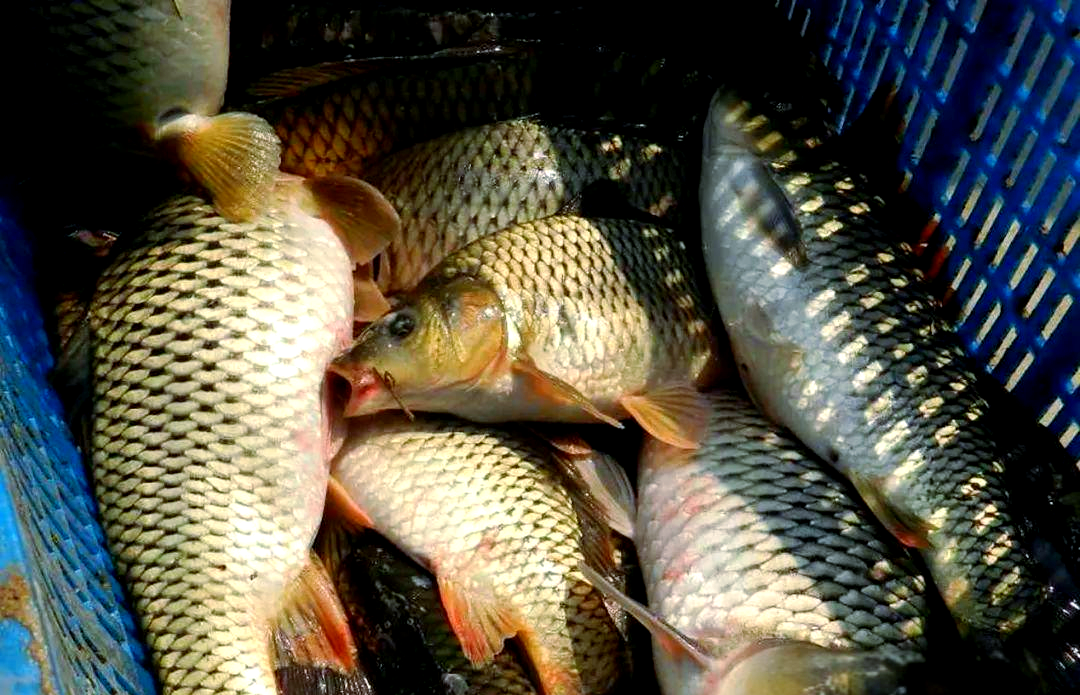 小麦饵料钓鱼视频(小麦饵料钓什么鱼) 小麦饵料钓鱼视频(小麦饵料钓什么鱼)