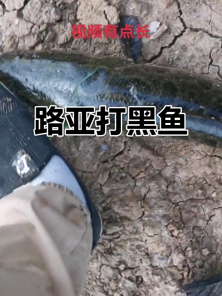 早上可以路亚黑鱼吗(路亚黑鱼早上好还是中午好) 早上可以路亚黑鱼吗(路亚黑鱼早上好还是中午好)