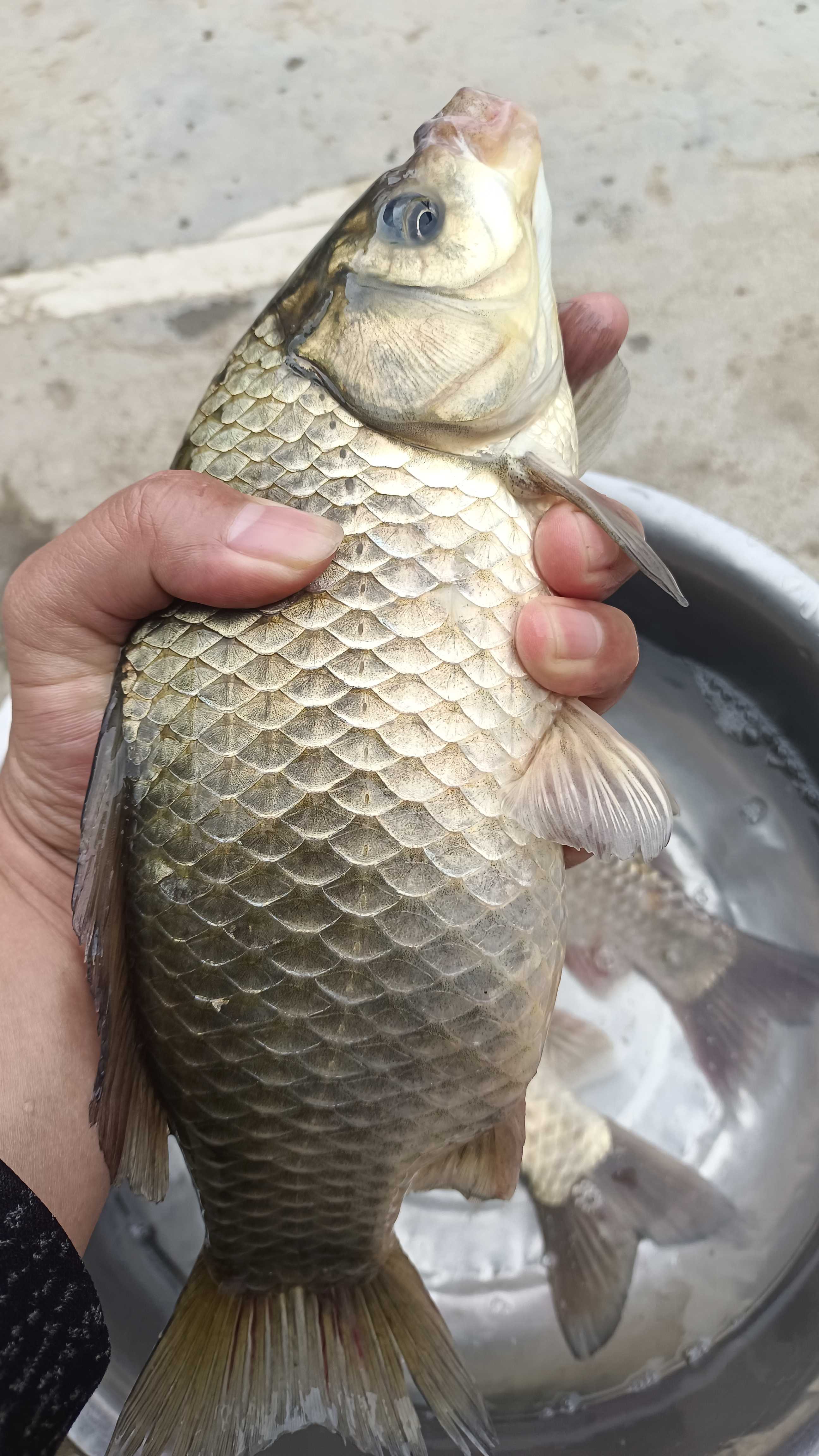 广阔水面钓鲫鱼技巧(广阔水面钓鲫鱼技巧图解) 广阔水面钓鲫鱼技巧(广阔水面钓鲫鱼技巧图解)