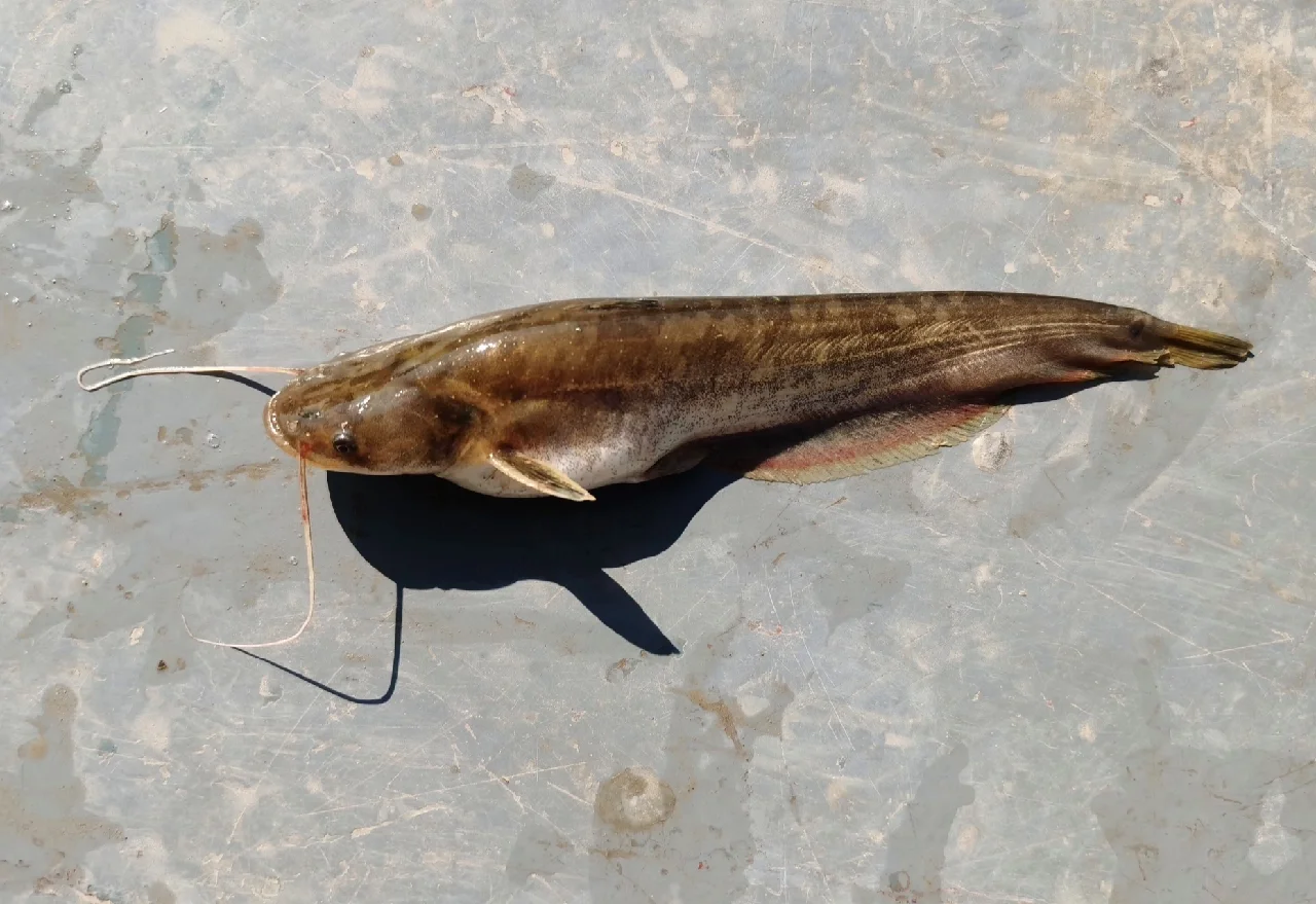 路亚鲶鱼好路吗(路亚鲶鱼视频) 路亚鲶鱼好路吗(路亚鲶鱼视频)