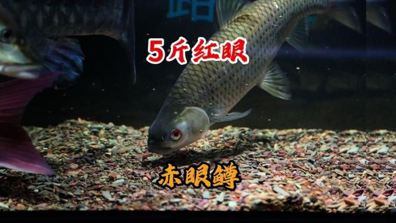 路亚海水对象鱼(路亚竿 海水) 路亚海水对象鱼(路亚竿 海水)