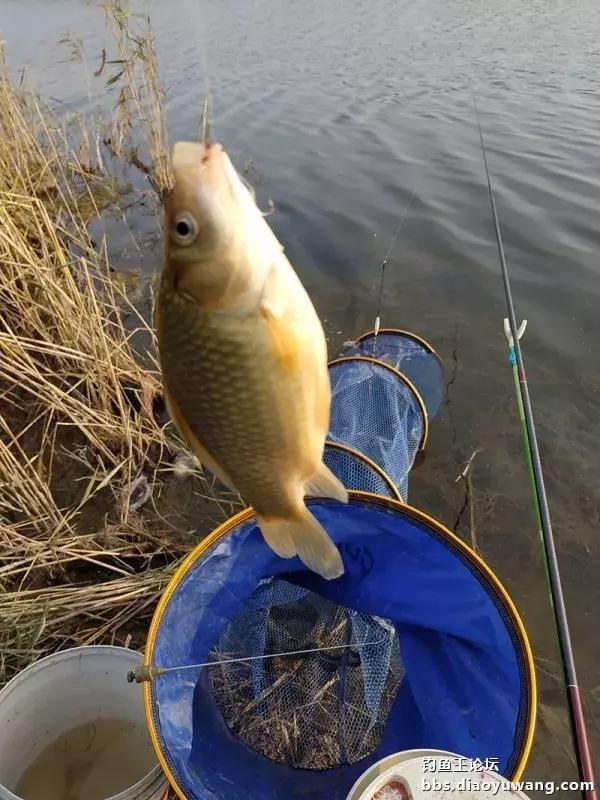 西安高峰渔具店电话(高陵鱼具店) 西安高峰渔具店电话(高陵鱼具店)