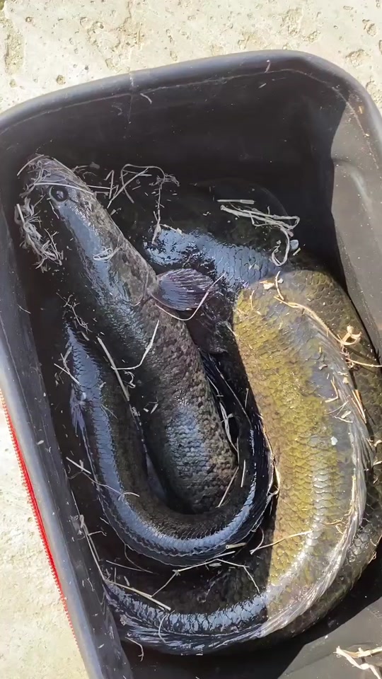 路亚黑鱼晚上可以(路亚黑鱼夜里也可以吗) 路亚黑鱼晚上可以(路亚黑鱼夜里也可以吗)