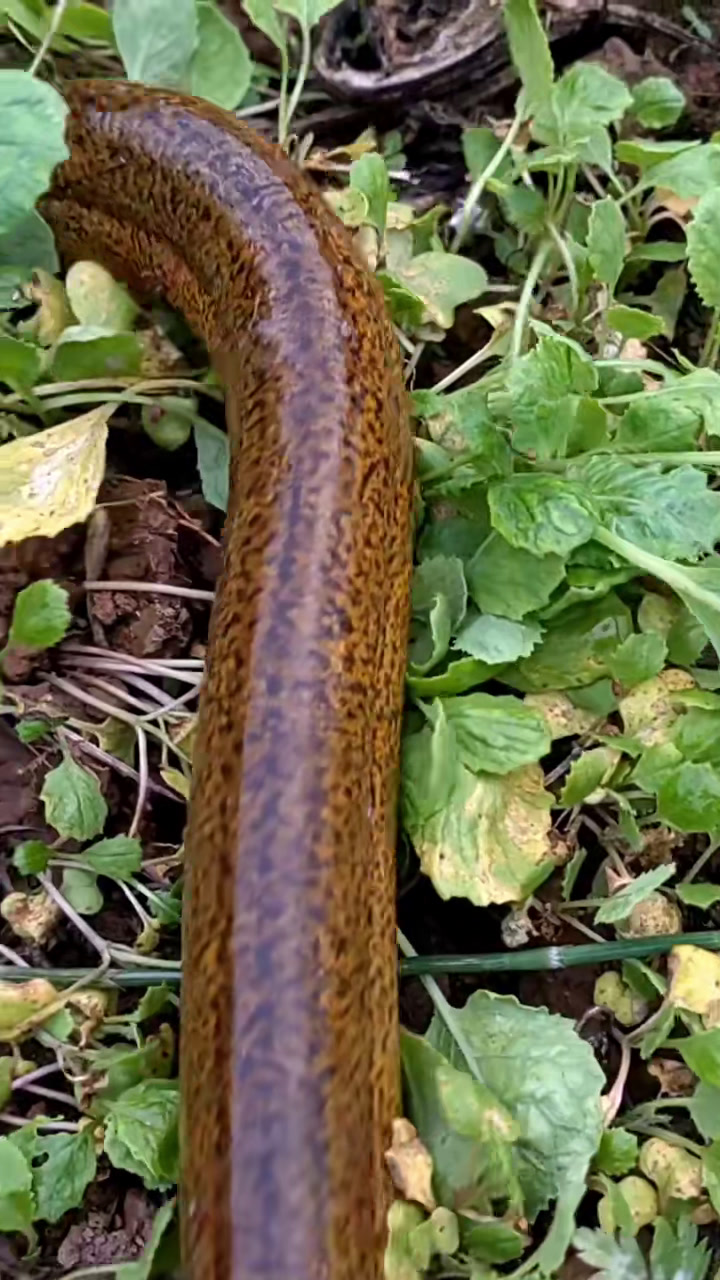 秋季钓黄鳝技巧(秋季如何钓黄颡鱼) 秋季钓黄鳝技巧(秋季如何钓黄颡鱼)