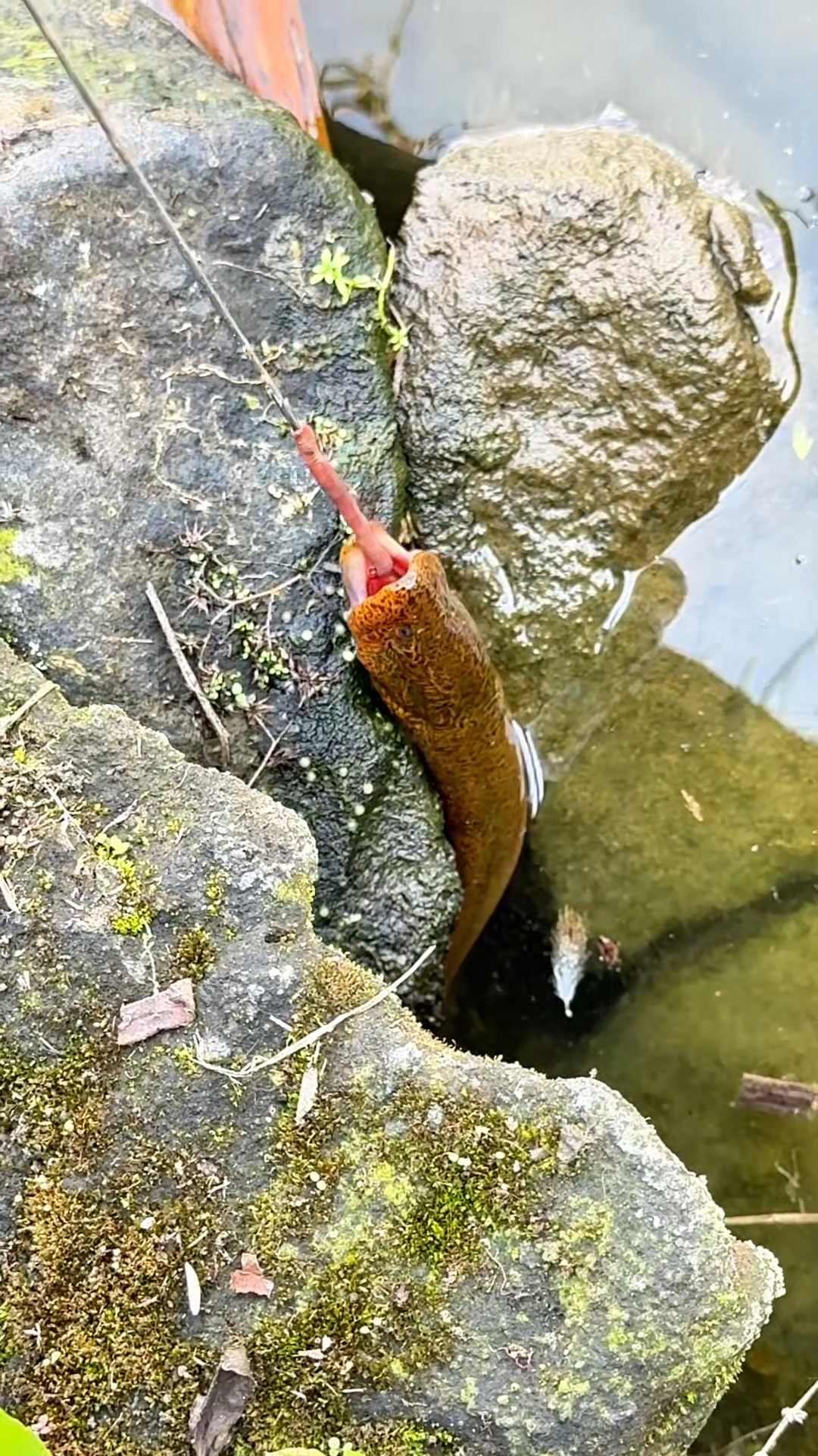 秋季钓黄鳝技巧(秋季如何钓黄颡鱼) 秋季钓黄鳝技巧(秋季如何钓黄颡鱼)
