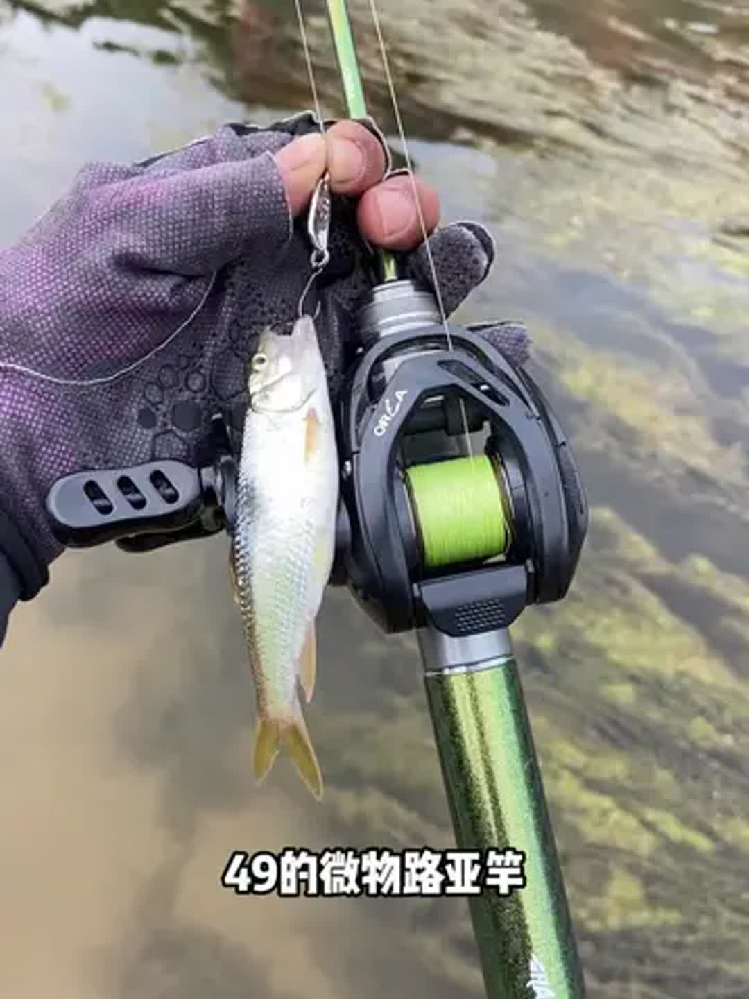 路亚沙鱼(路亚是锚鱼还是钓鱼) 路亚沙鱼(路亚是锚鱼还是钓鱼)