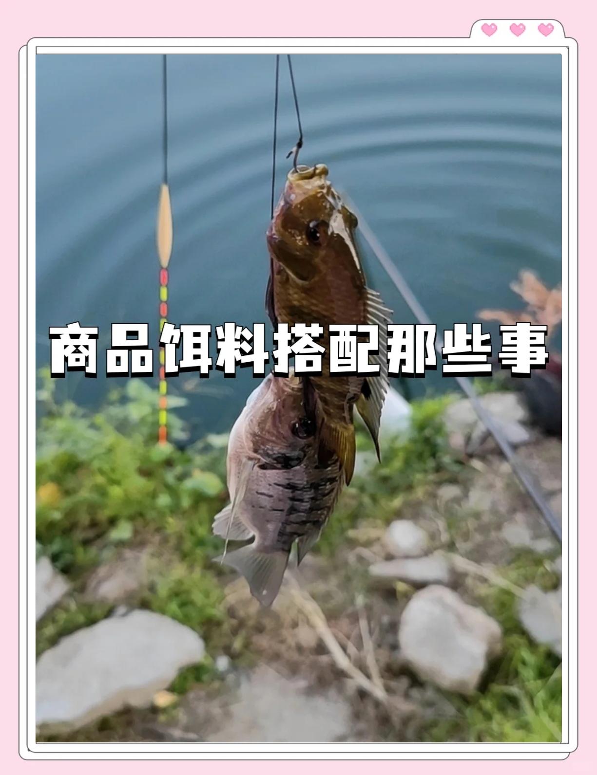 钓鱼饵料朝上(钓鱼饵料反水怎么办) 钓鱼饵料朝上(钓鱼饵料反水怎么办)