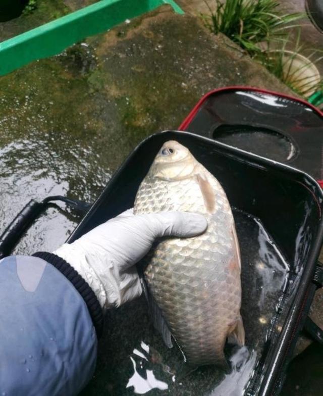冬天野河钓鲫鱼技巧(冬季河里野钓鲫鱼技巧) 冬天野河钓鲫鱼技巧(冬季河里野钓鲫鱼技巧)