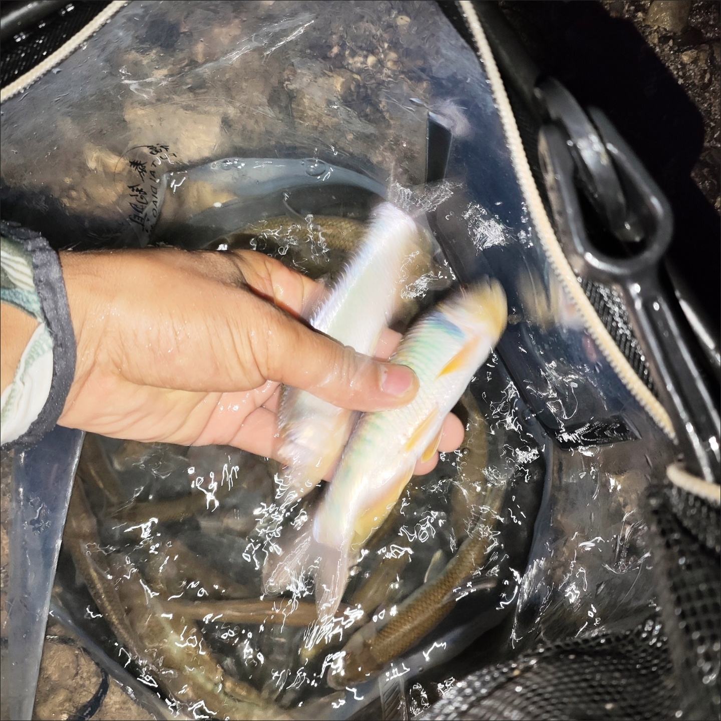 饵料收水(饵料入水就没了) 饵料收水(饵料入水就没了)