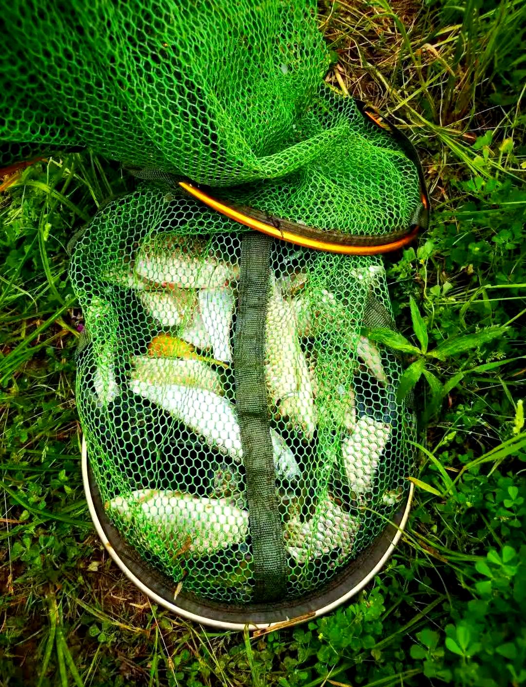 阴天水库钓鲫鱼技巧(夏季阴天水库钓鱼技巧) 阴天水库钓鲫鱼技巧(夏季阴天水库钓鱼技巧)