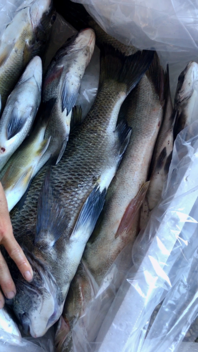 分享海钓鱼获(海钓鱼讯) 分享海钓鱼获(海钓鱼讯)