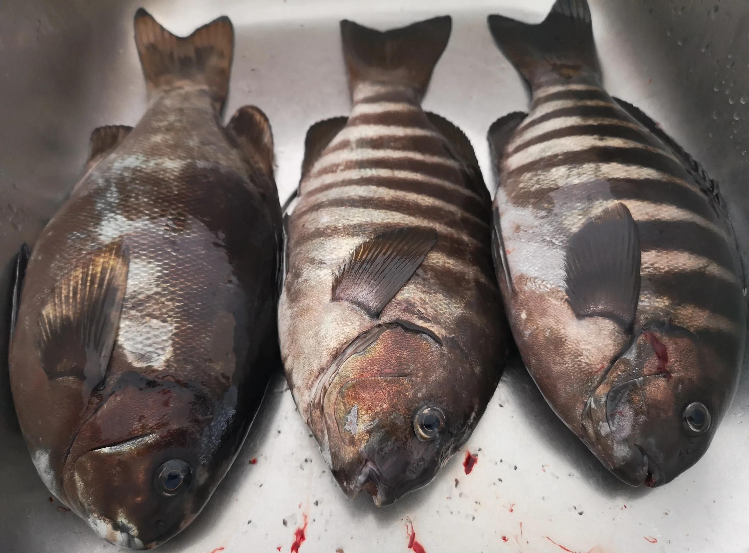 长竿短线逗鱼技巧(长竿短线逗鱼技巧视频) 长竿短线逗鱼技巧(长竿短线逗鱼技巧视频)