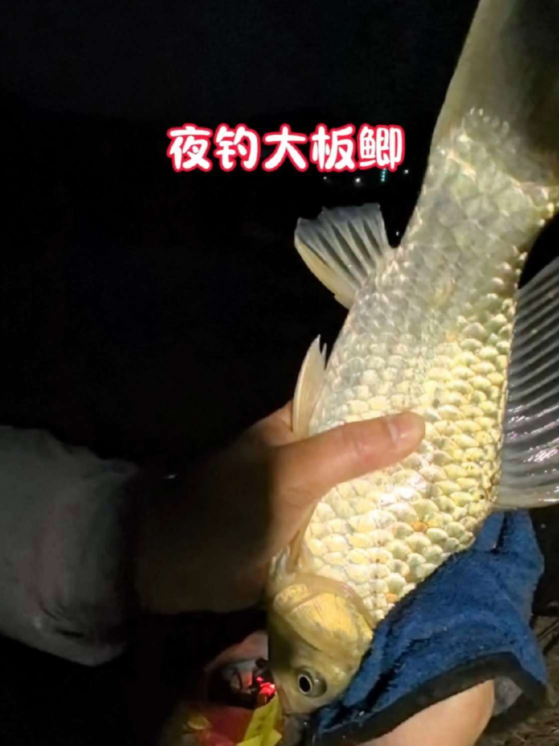 仲秋野钓夜钓鲫鱼技巧(仲秋野钓夜钓鲫鱼技巧图解)