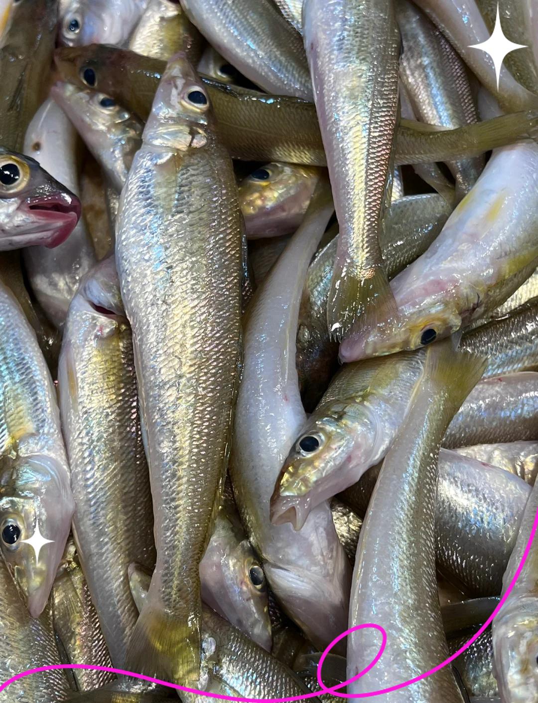 海边钓沙丁鱼技巧(海边钓沙丁鱼技巧和方法) 海边钓沙丁鱼技巧(海边钓沙丁鱼技巧和方法)