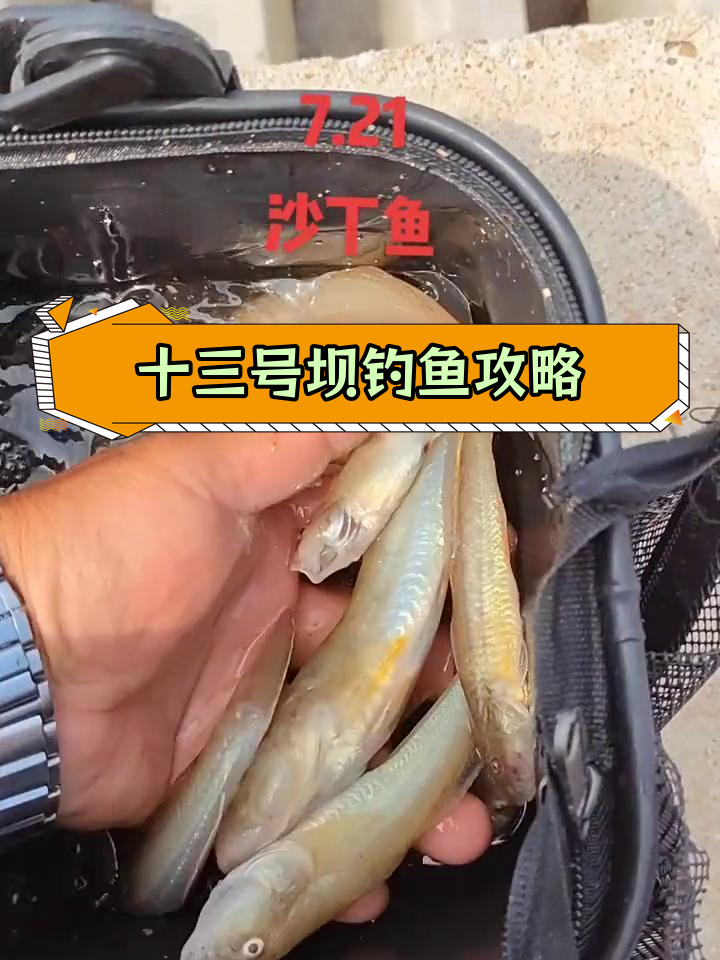海边钓沙丁鱼技巧(海边钓沙丁鱼技巧和方法) 海边钓沙丁鱼技巧(海边钓沙丁鱼技巧和方法)