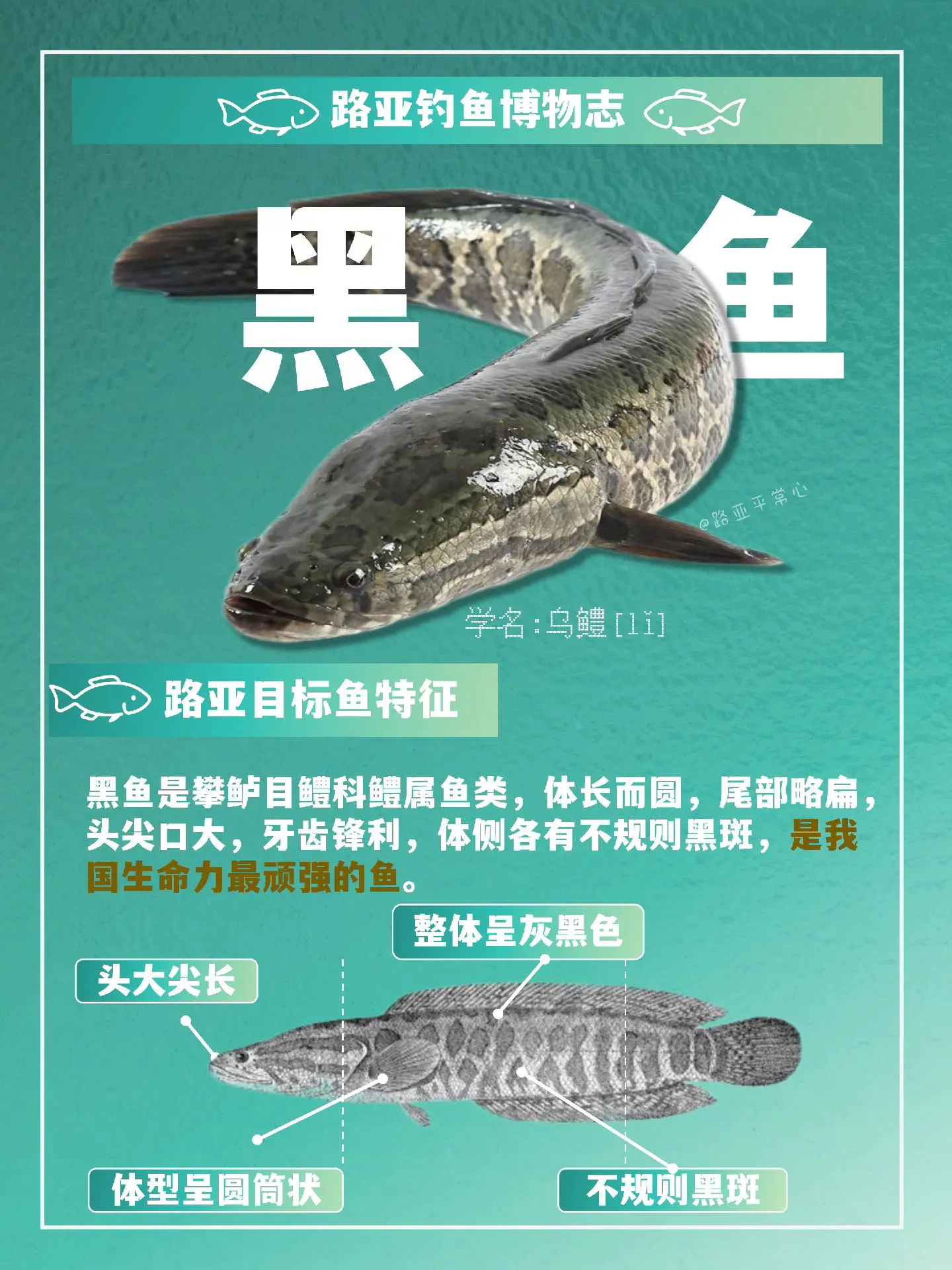 夜间路亚黑鱼技巧(路亚竿夜晚如何钓黑鱼) 夜间路亚黑鱼技巧(路亚竿夜晚如何钓黑鱼)