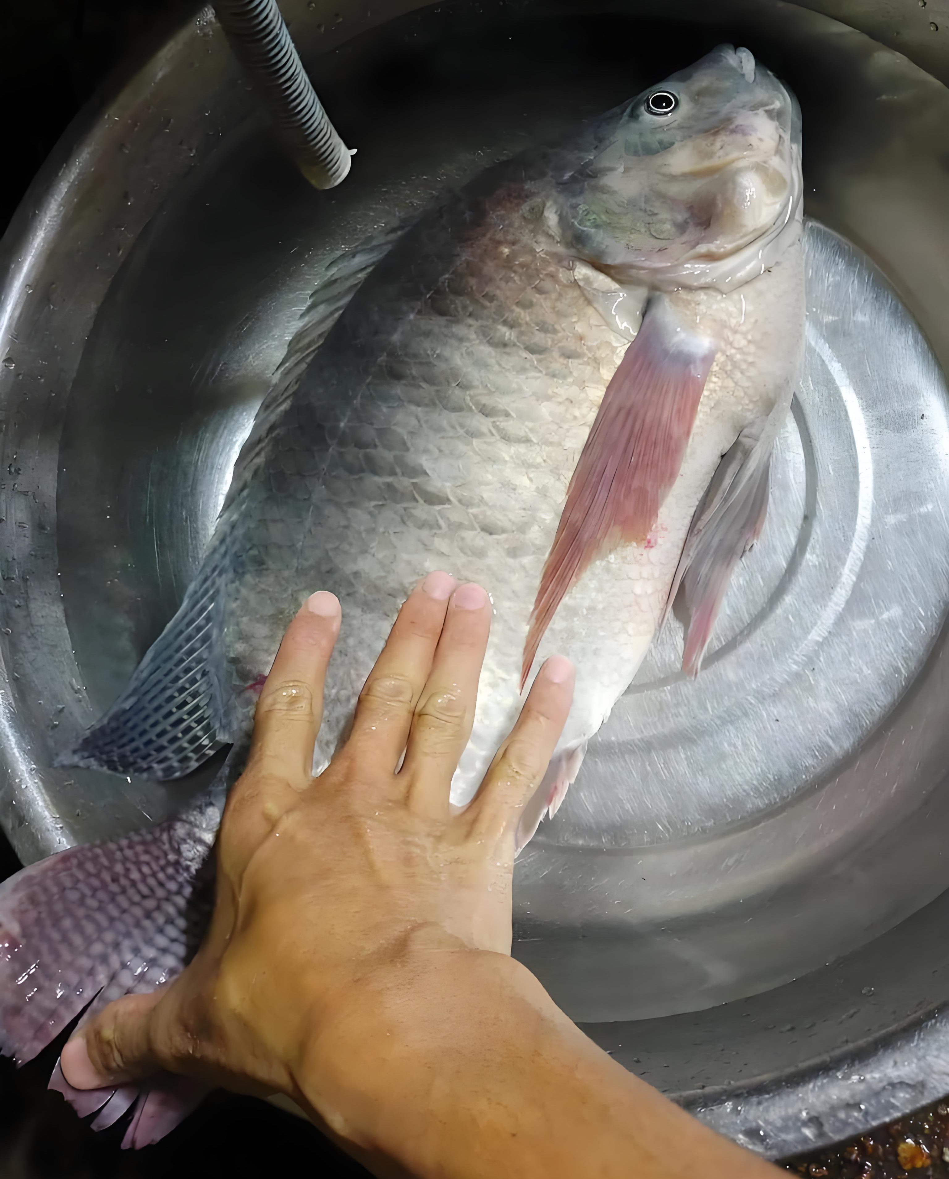 抓罗非鱼技巧视频(怎么抓罗非鱼不被刺伤)