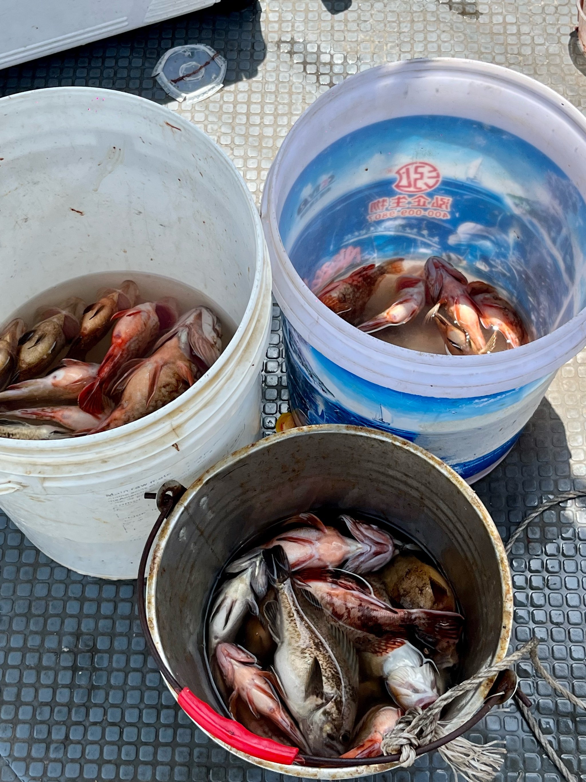 日照哪里能海钓(日照哪里能海钓鱼)