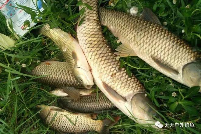 四海钓鱼大鱼(四海钓鱼forever young)