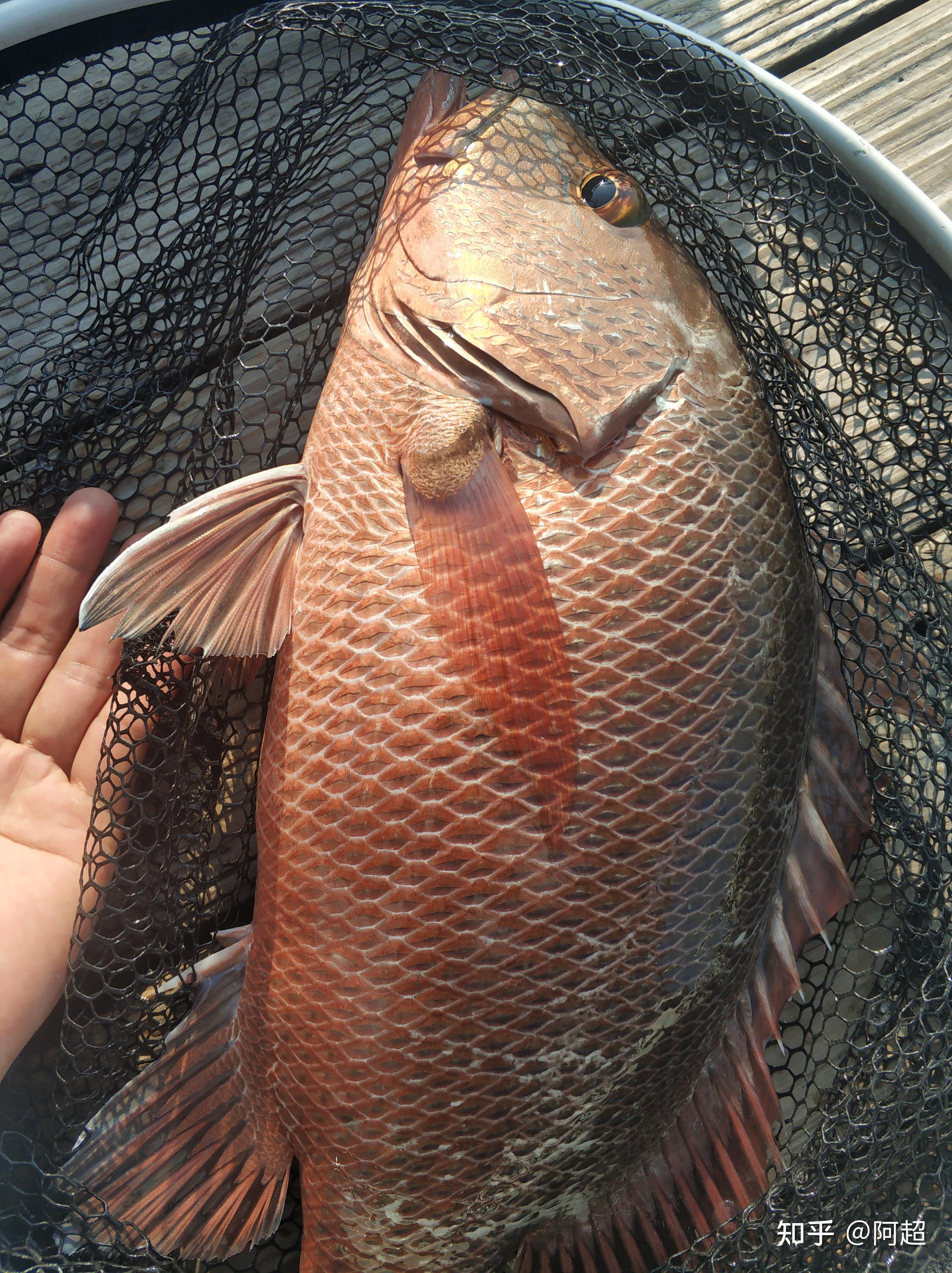 怎样海钓古董鱼(18米远海钓鱼艇) 怎样海钓古董鱼(18米远海钓鱼艇)