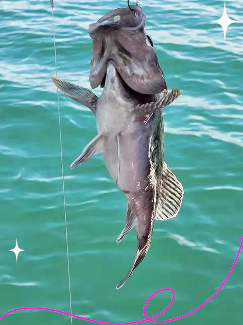 秦皇岛海钓群(秦皇岛海钓群在哪里)