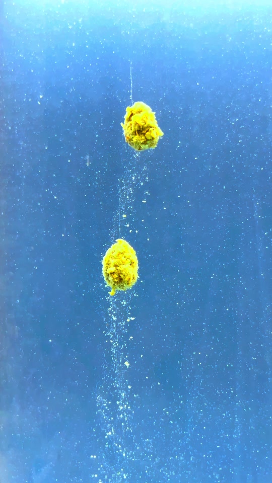 藻元素是什么饵料(藻元素适合钓什么鱼) 藻元素是什么饵料(藻元素适合钓什么鱼)