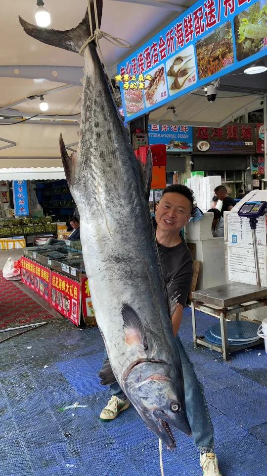 珠海钓马鲛(钓马鲛鱼用什么钩) 珠海钓马鲛(钓马鲛鱼用什么钩)