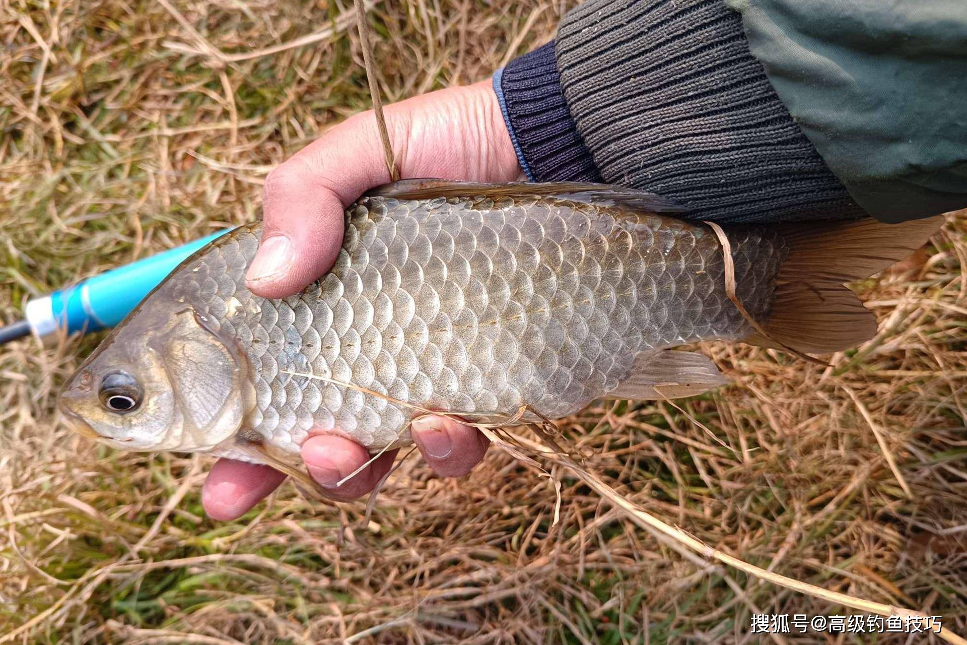 冷冻饵料钓鲫鱼怎样(冷冻饵料配方) 冷冻饵料钓鲫鱼怎样(冷冻饵料配方)