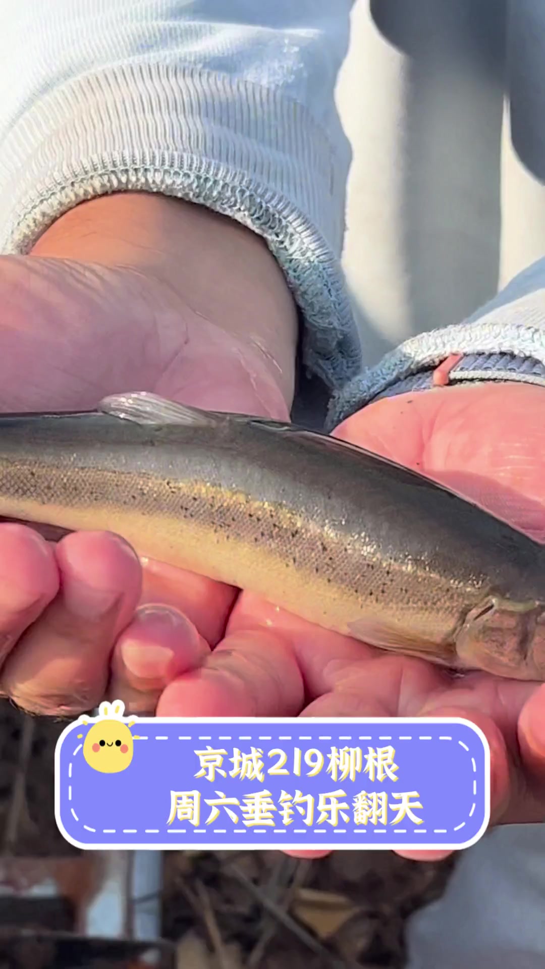 钓柳根技巧(钓鱼柳根) 钓柳根技巧(钓鱼柳根)