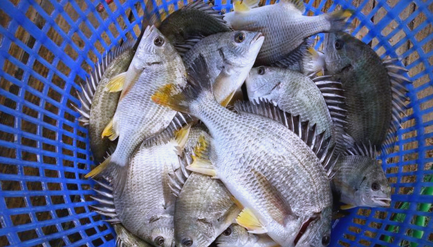 海钓沙蚕能吃吗(沙蚕能钓钓海鲈鱼吗) 海钓沙蚕能吃吗(沙蚕能钓钓海鲈鱼吗)