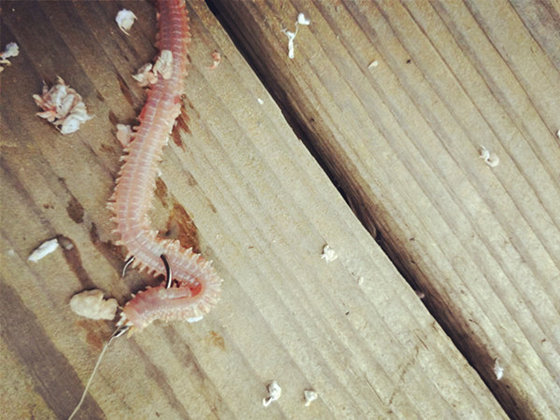 海钓沙蚕能吃吗(沙蚕能钓钓海鲈鱼吗) 海钓沙蚕能吃吗(沙蚕能钓钓海鲈鱼吗)