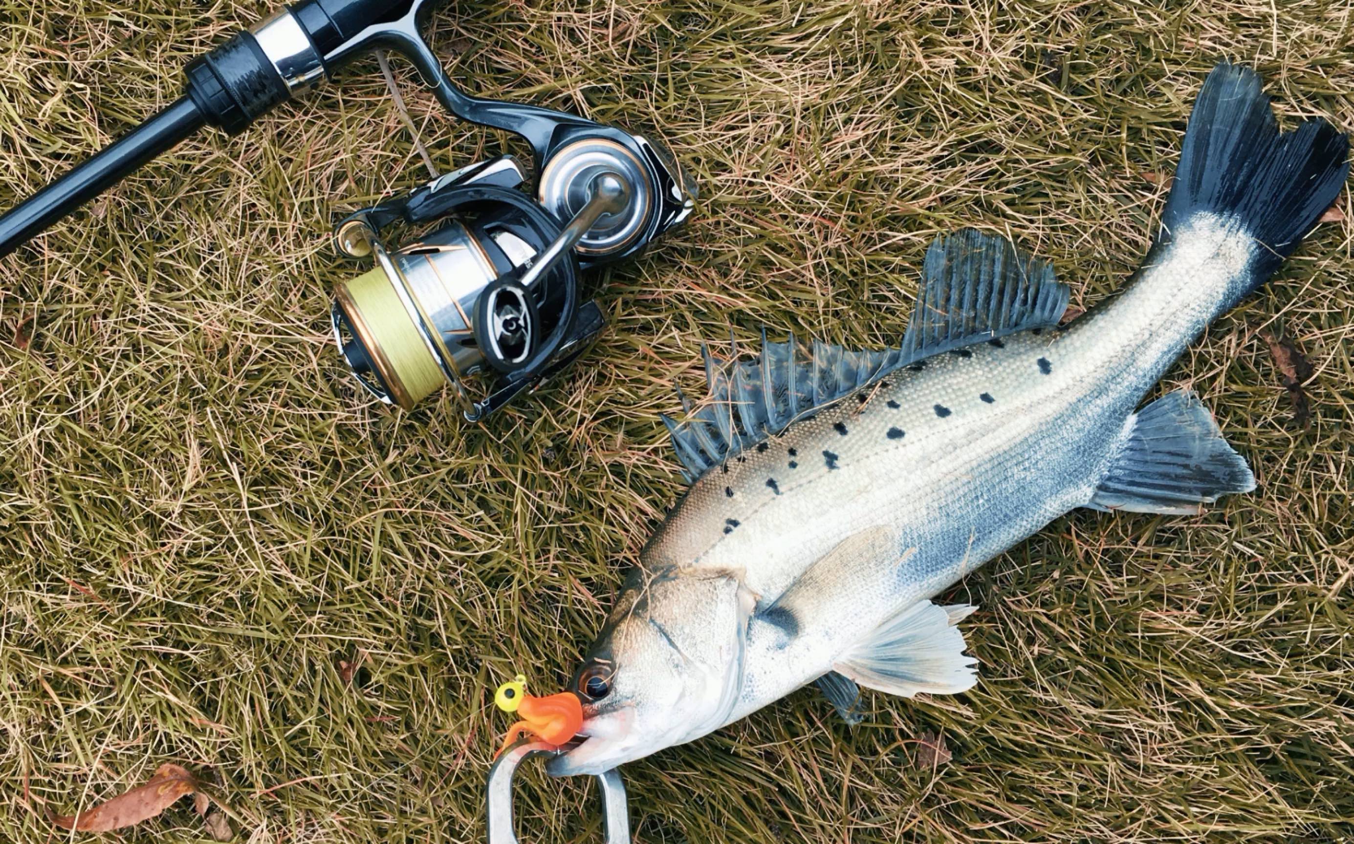 软虫路亚海鲈(软虫路亚鲈鱼手法技巧的视频) 软虫路亚海鲈(软虫路亚鲈鱼手法技巧的视频)
