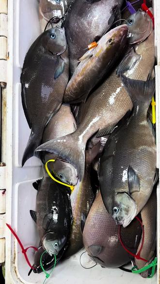 海钓长见鱼类(海钓钓到什么鱼最值钱) 海钓长见鱼类(海钓钓到什么鱼最值钱)