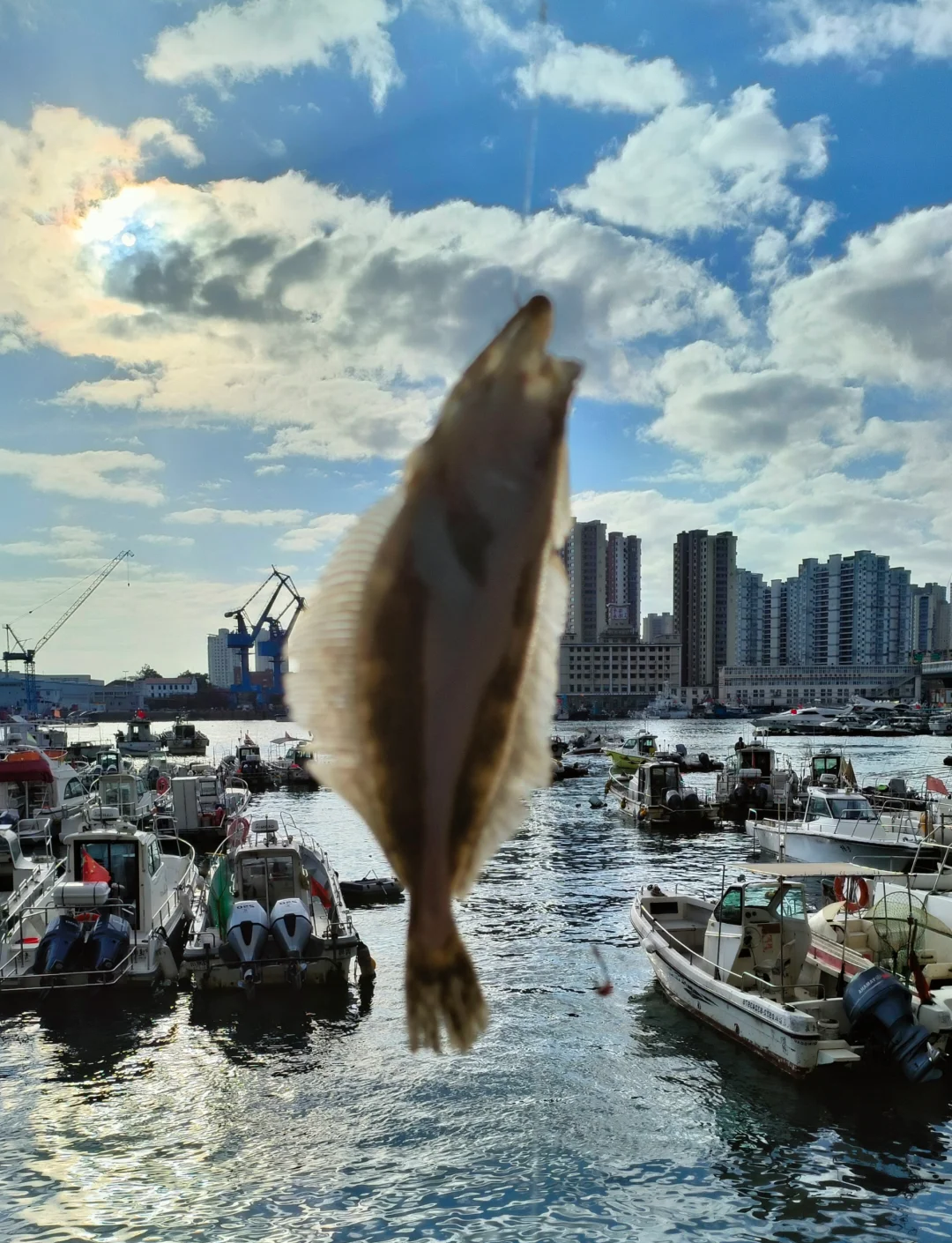 青岛正鸿海钓俱乐部(青岛海钓俱乐部收费标准)