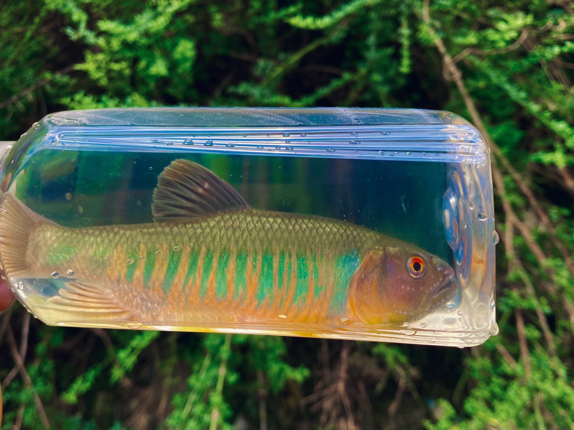 7月路亚鱼(路亚七月份怎样钓翘嘴) 7月路亚鱼(路亚七月份怎样钓翘嘴)