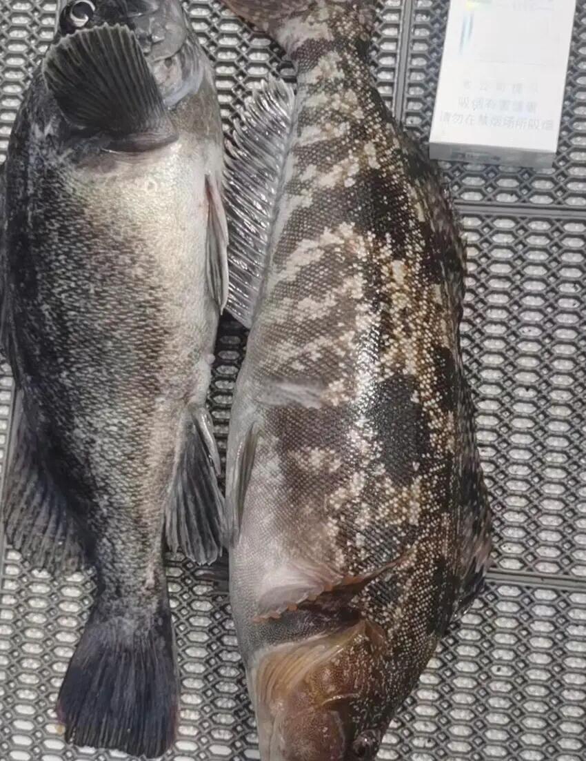 秋季路黑鱼技巧(秋季黑鱼怎么钓) 秋季路黑鱼技巧(秋季黑鱼怎么钓)