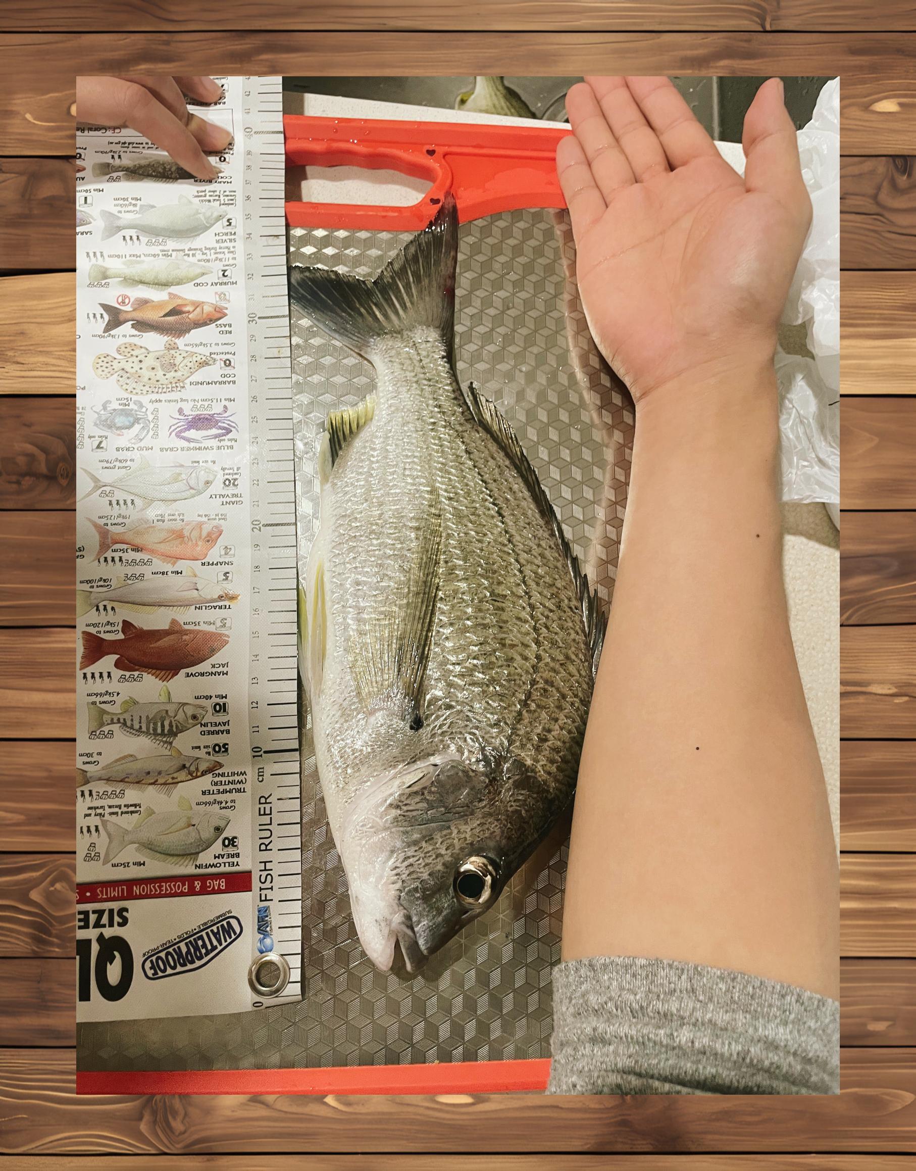 海钓黑鲷配重(海边钓黑鲷一般用几号钩) 海钓黑鲷配重(海边钓黑鲷一般用几号钩)