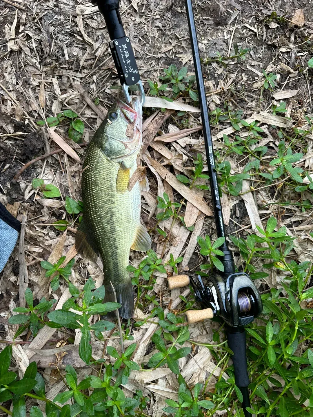 央子港海钓鲈鱼技巧(海钓鲈鱼钓多深的水层) 央子港海钓鲈鱼技巧(海钓鲈鱼钓多深的水层)
