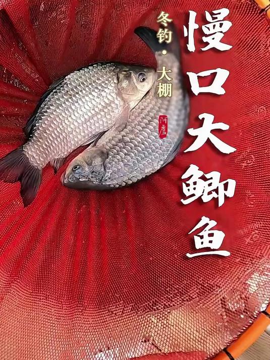 北方大棚钓鲫鱼的技巧(东北大棚钓鱼用什么饵料) 北方大棚钓鲫鱼的技巧(东北大棚钓鱼用什么饵料)