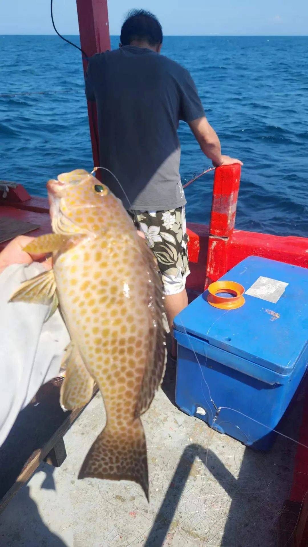 珠海钓乌头6(中山钓乌头)