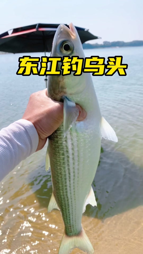珠海钓乌头6(中山钓乌头)