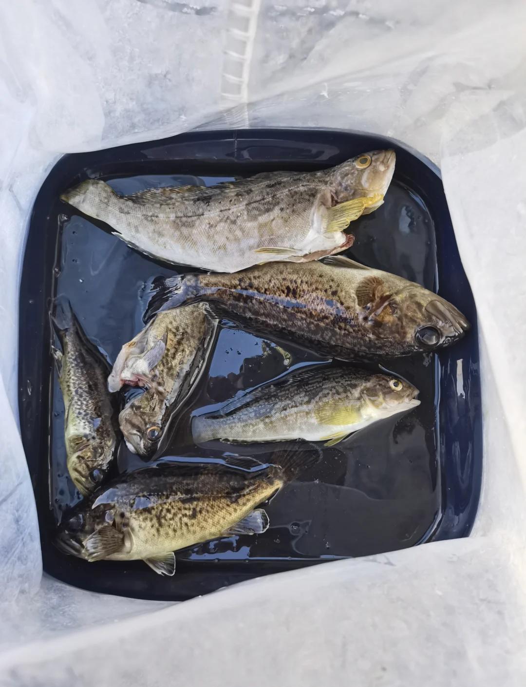 大连哪里路亚(大连玩路亚的地方) 大连哪里路亚(大连玩路亚的地方)