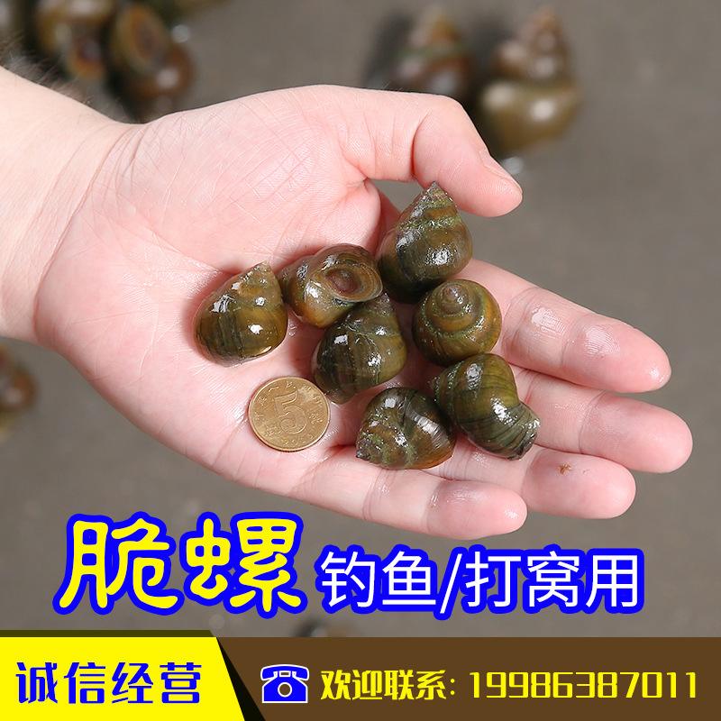 螺蛳肉钓鲫鱼技巧(螺蛳肉钓鲫鱼技巧图解) 螺蛳肉钓鲫鱼技巧(螺蛳肉钓鲫鱼技巧图解)