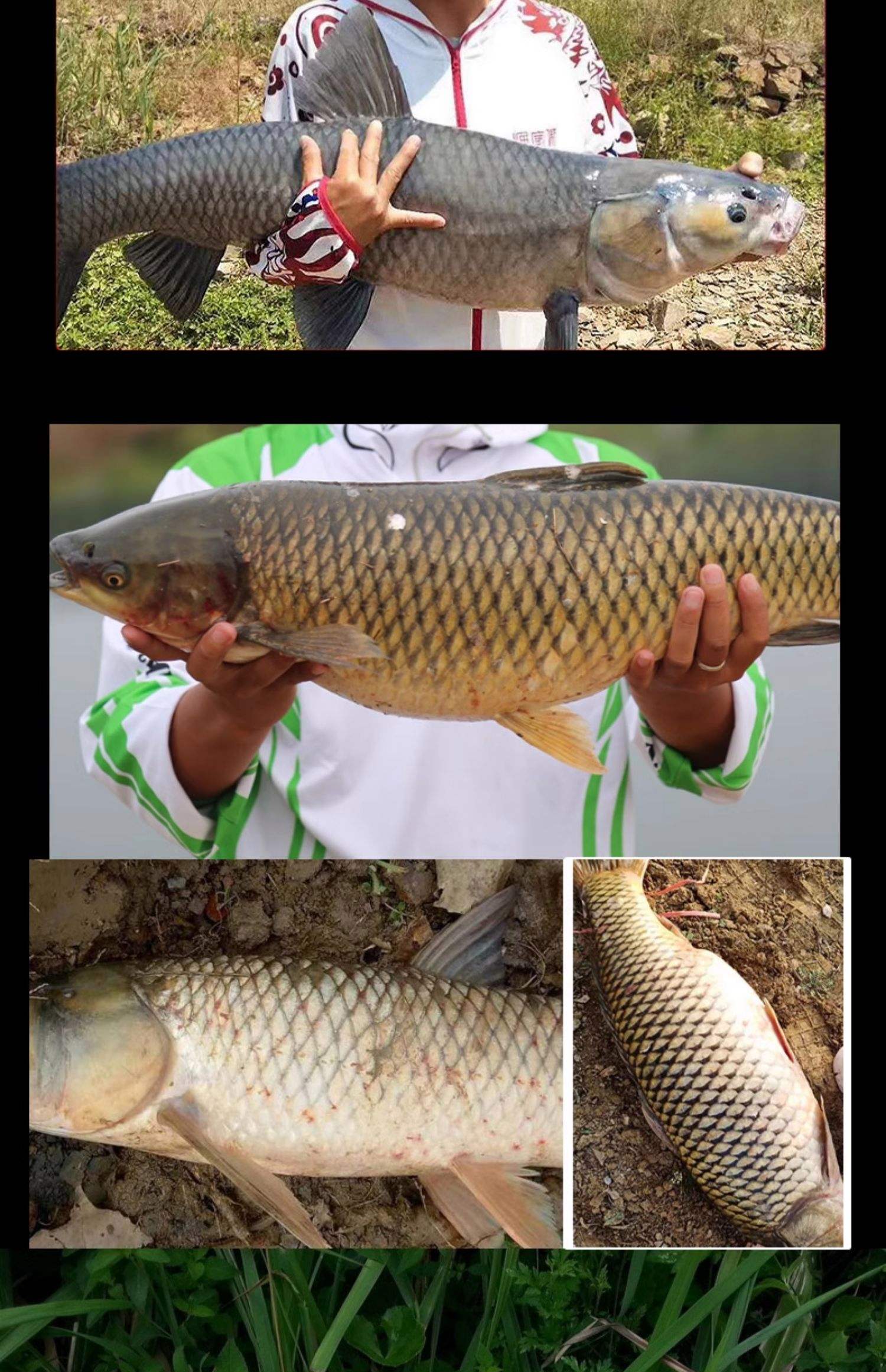 冬天钓草鱼商品饵料(冬天野钓草鱼用什么饵料) 冬天钓草鱼商品饵料(冬天野钓草鱼用什么饵料)